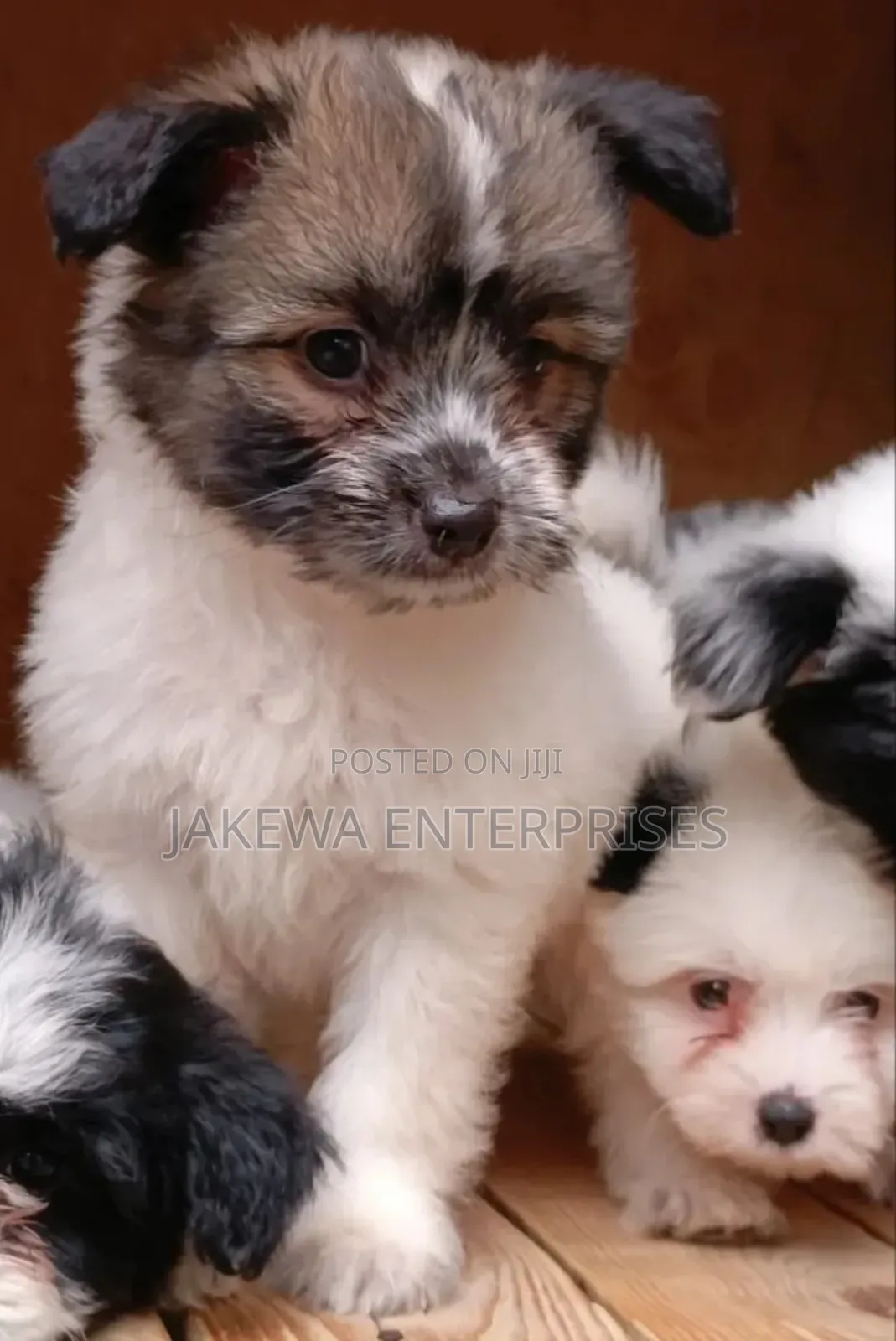 1-3 months Female Purebred Havanese