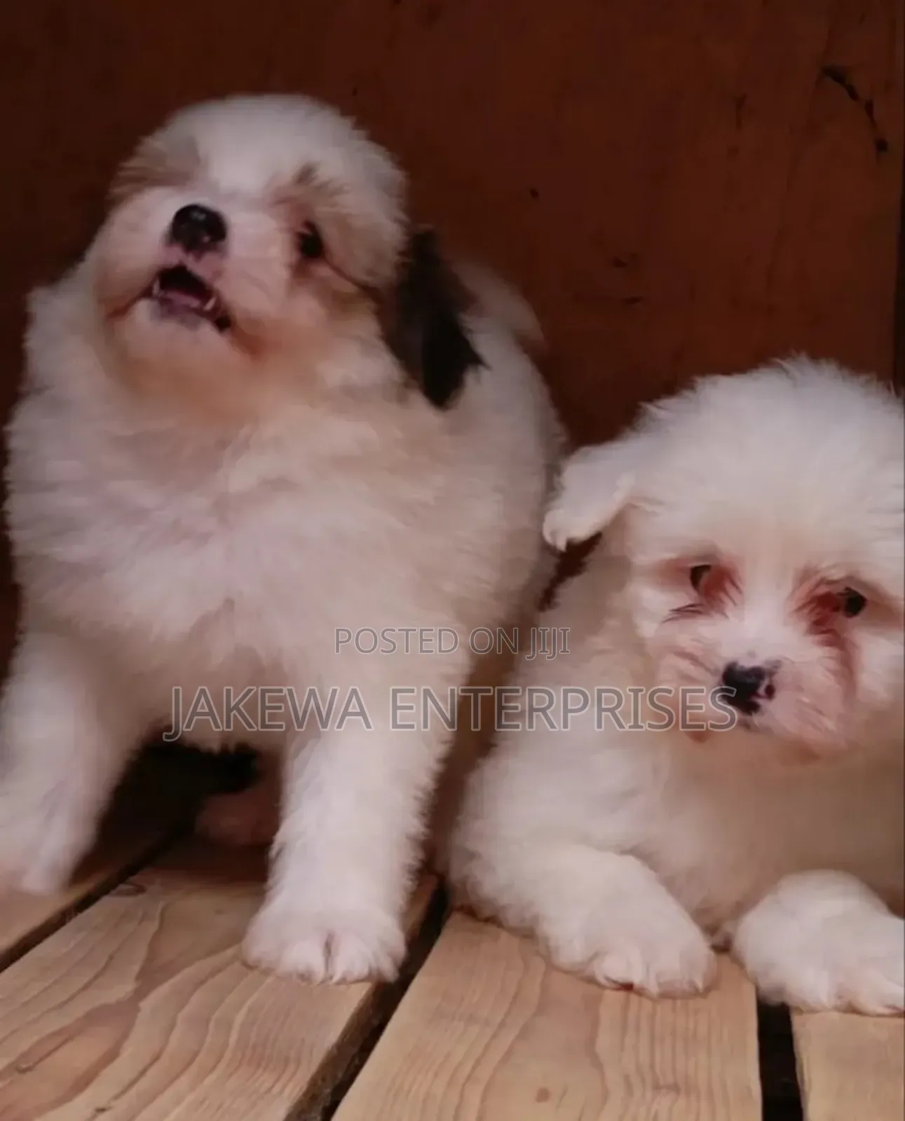 1-3 months Female Purebred Havanese