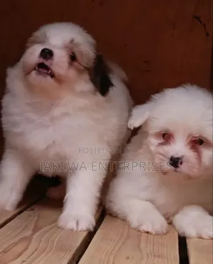 1-3 months Female Purebred Havanese