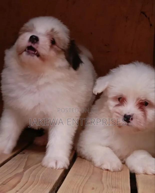 1-3 months Female Purebred Havanese