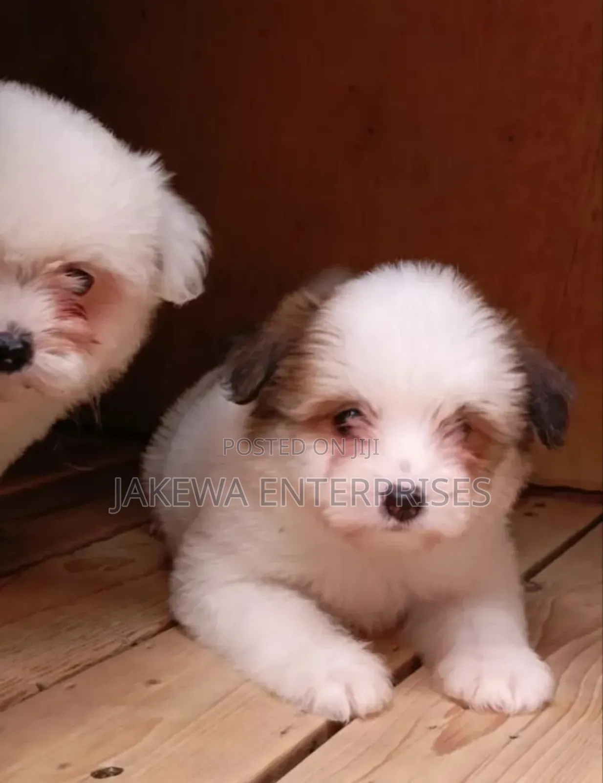 1-3 months Male Purebred Havanese