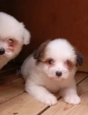1-3 months Male Purebred Havanese