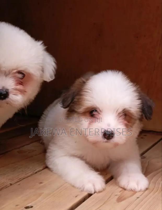 1-3 months Male Purebred Havanese - main view