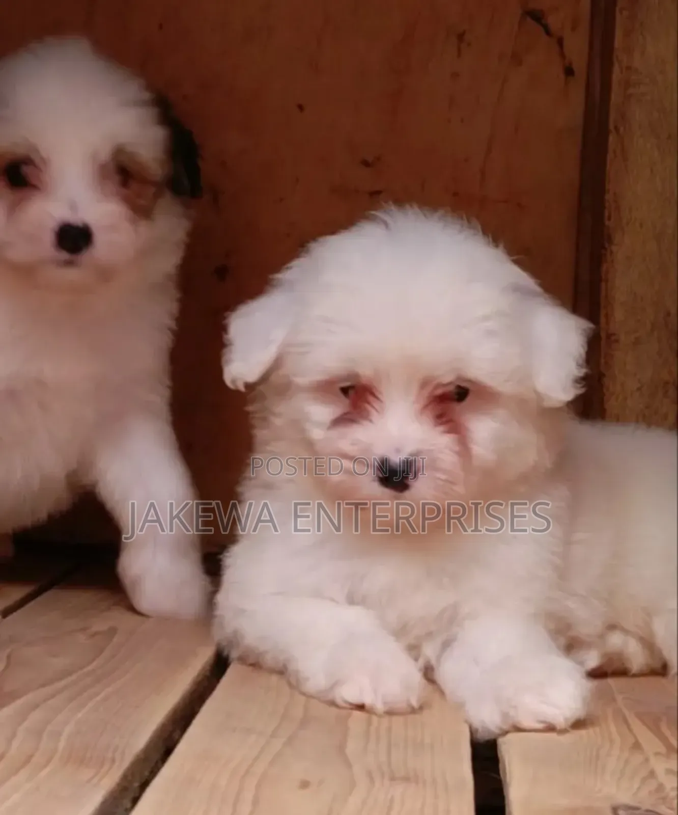 1-3 months Female Purebred Havanese