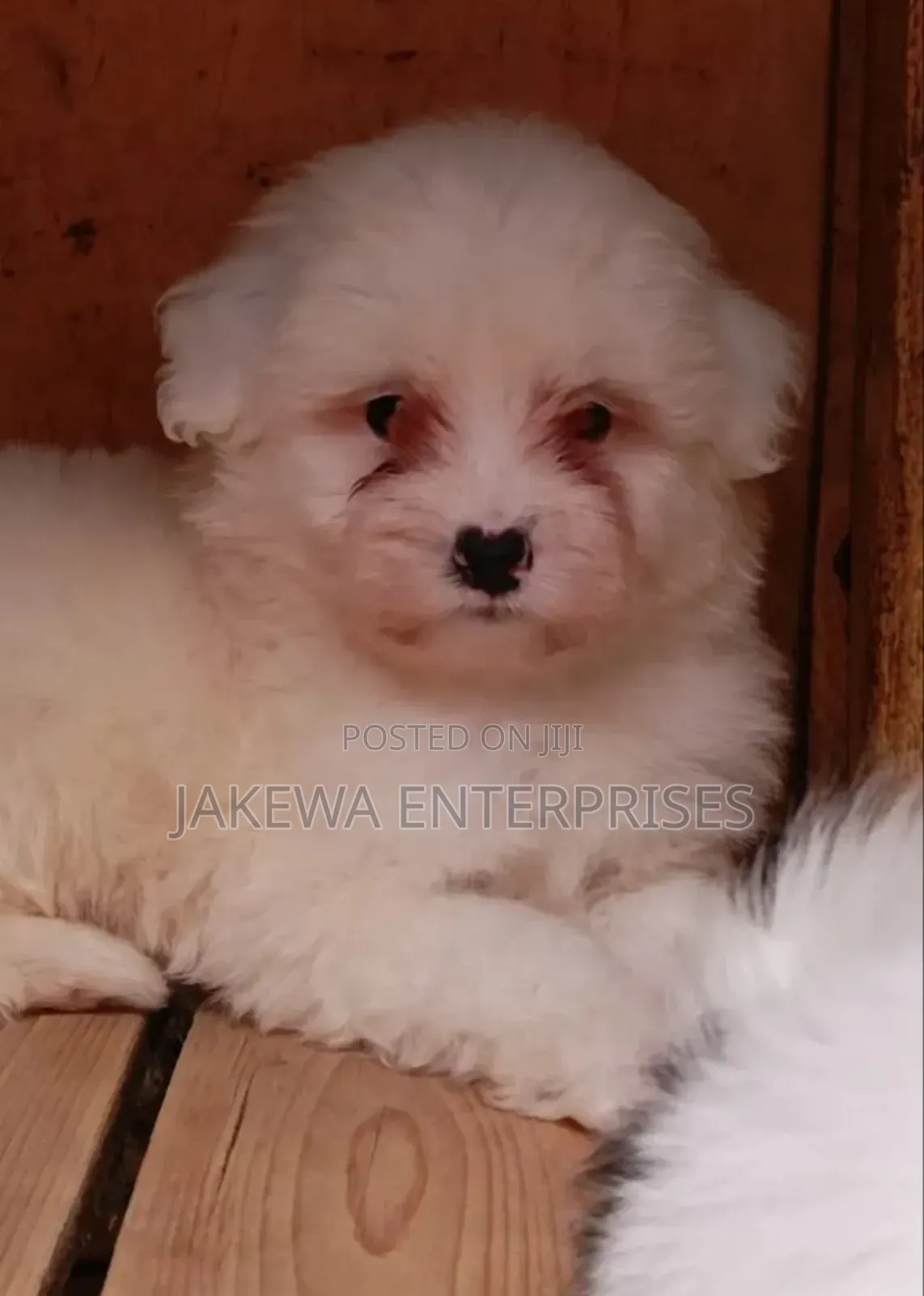 1-3 months Male Purebred Havanese