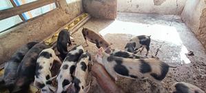 Duroc, Pietrain, Landrace Boars