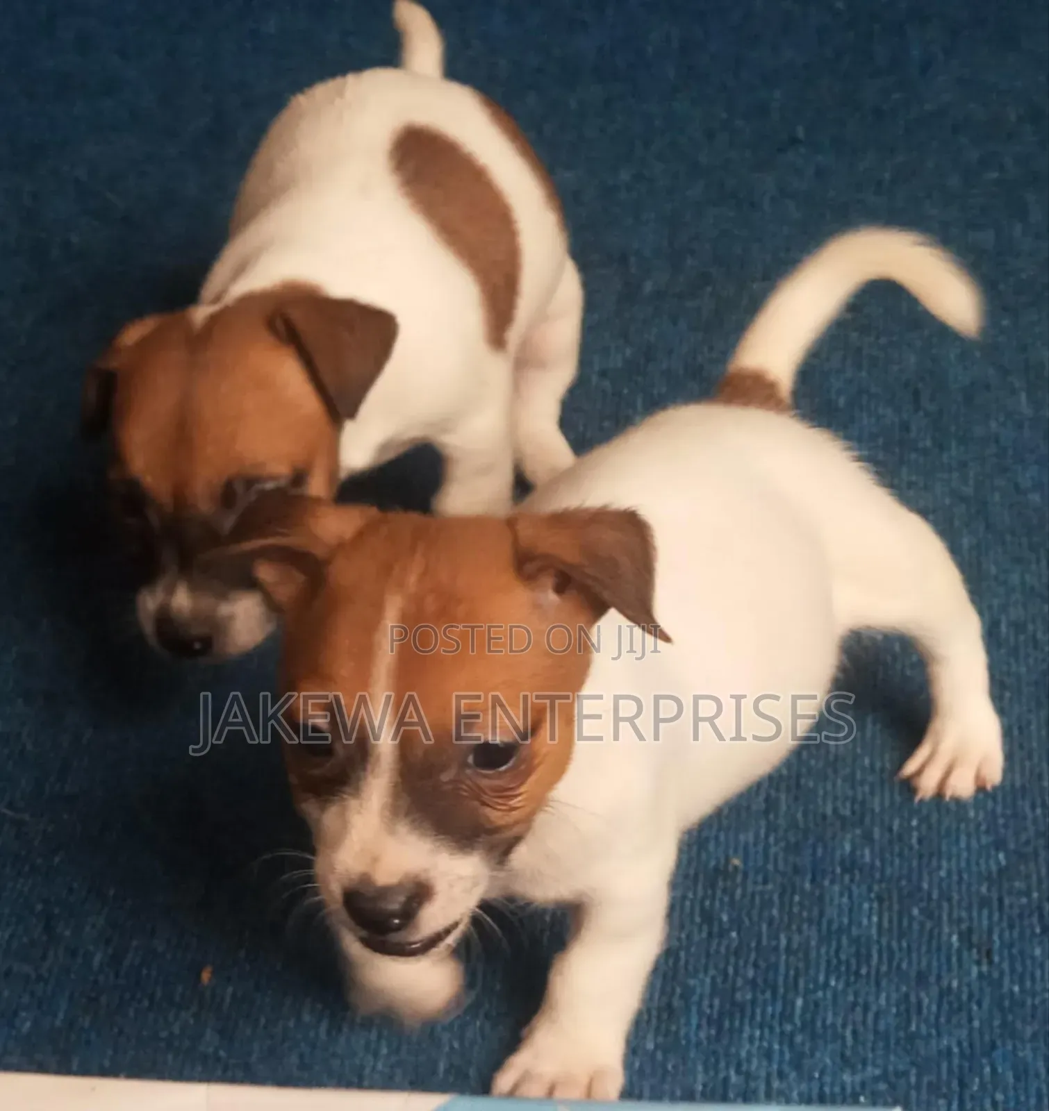 1-3 months Male Purebred Jack Russell Terrier