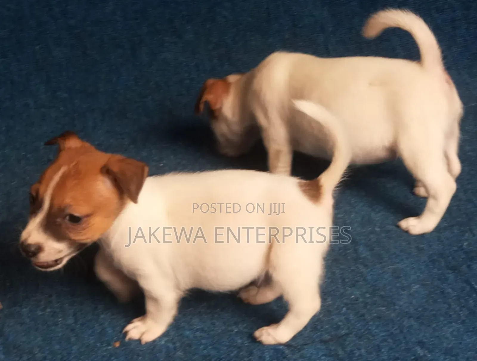 1-3 months Male Purebred Jack Russell Terrier