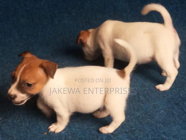 1-3 months Male Purebred Jack Russell Terrier