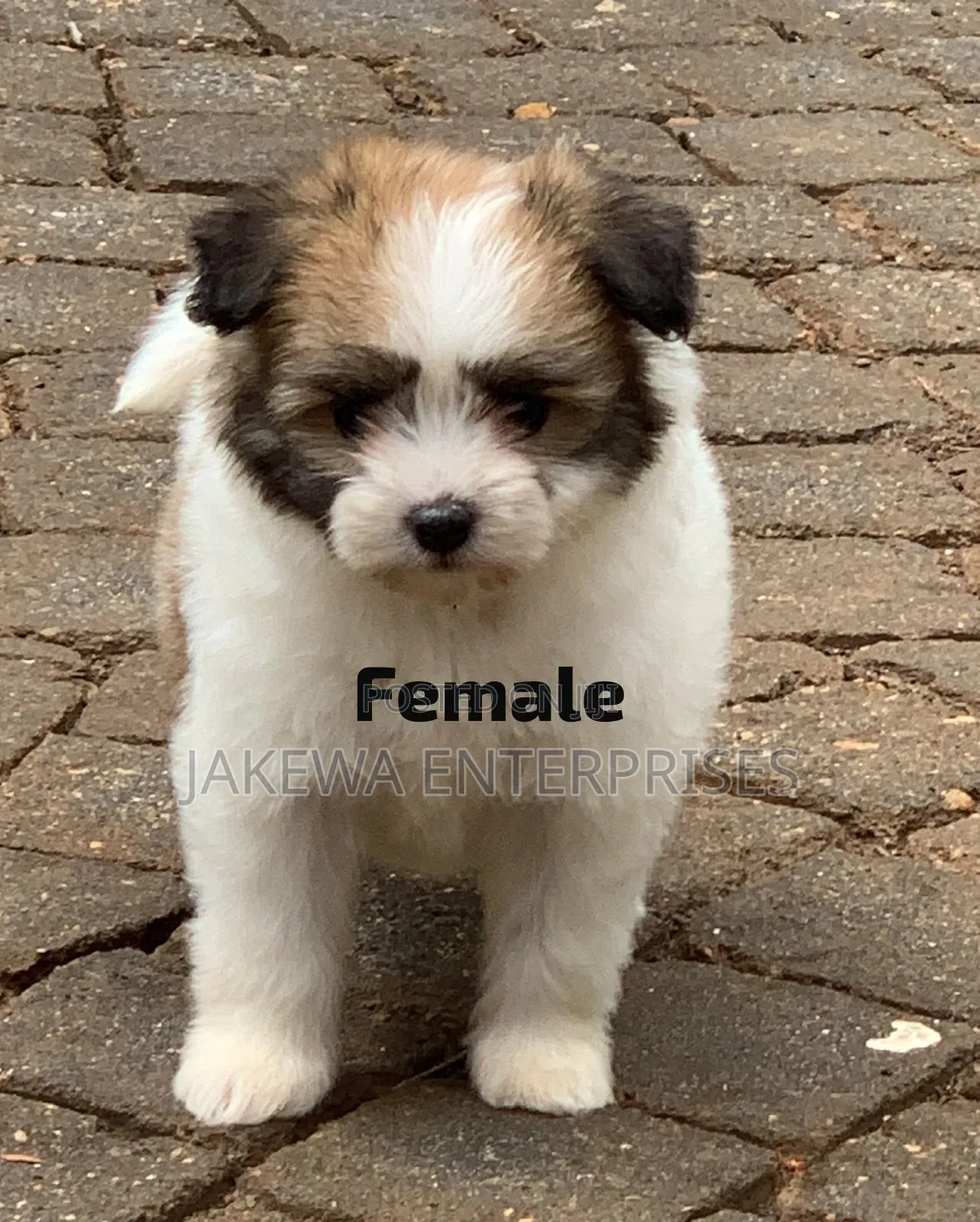 1-3 months Female Purebred Havanese