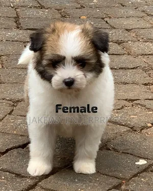 1-3 months Female Purebred Havanese