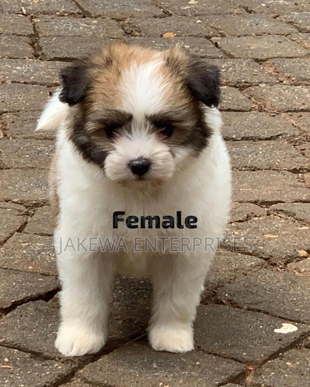1-3 months Female Purebred Havanese