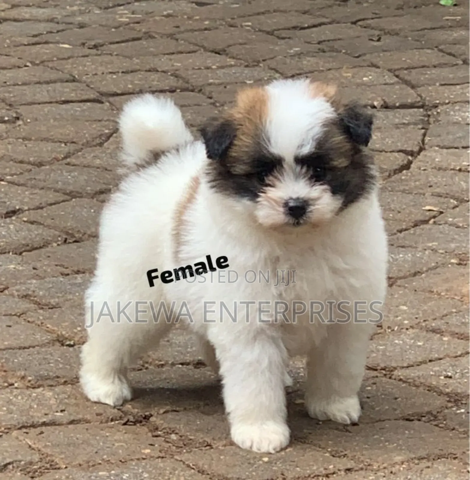 1-3 months Female Purebred Havanese