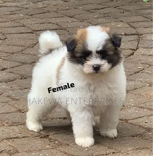 1-3 months Female Purebred Havanese
