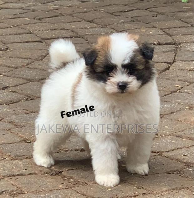 1-3 months Female Purebred Havanese - main view