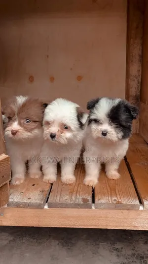 1-3 months Male Purebred Havanese