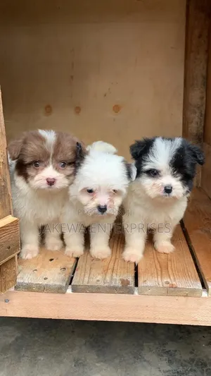 1-3 months Male Purebred Havanese
