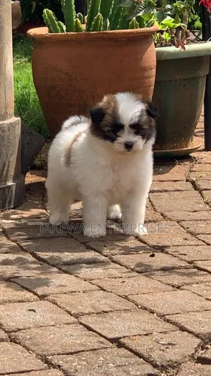 1-3 months Female Purebred Havanese