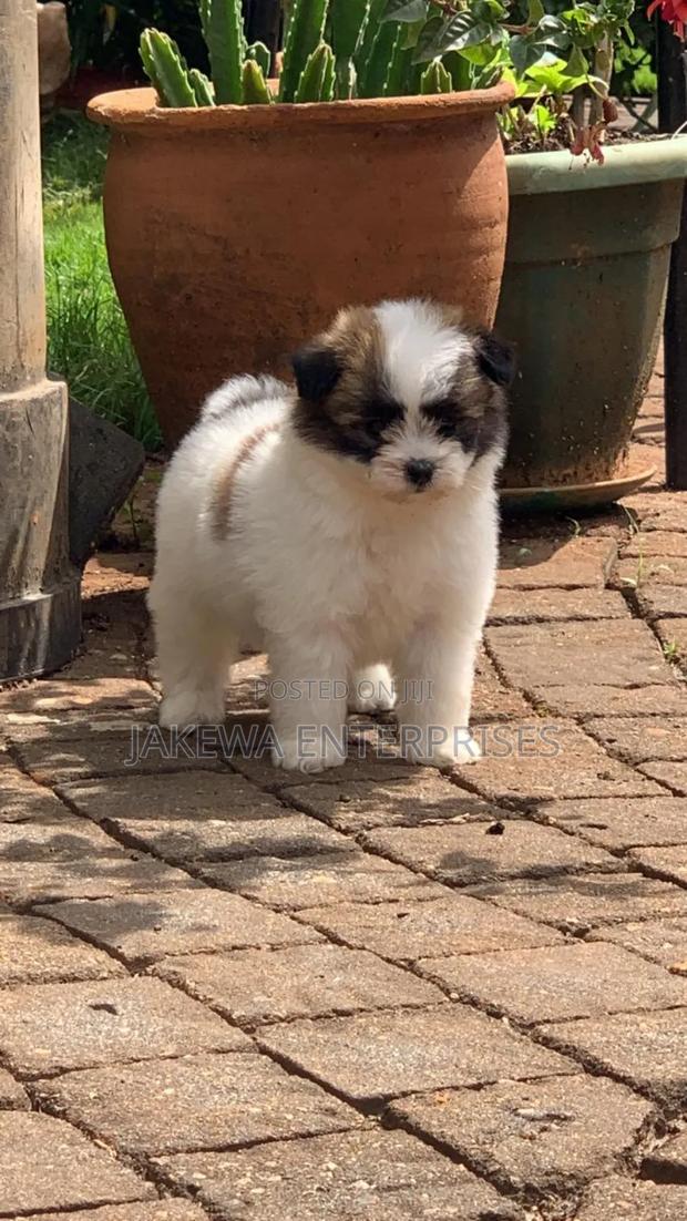 1-3 months Female Purebred Havanese - main view