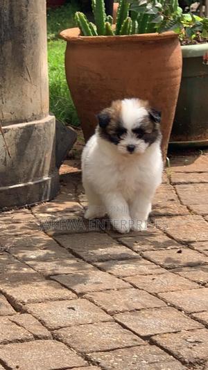 1-3 months Female Purebred Havanese - thumbnail 2