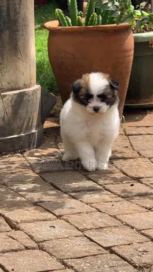 1-3 months Female Purebred Havanese