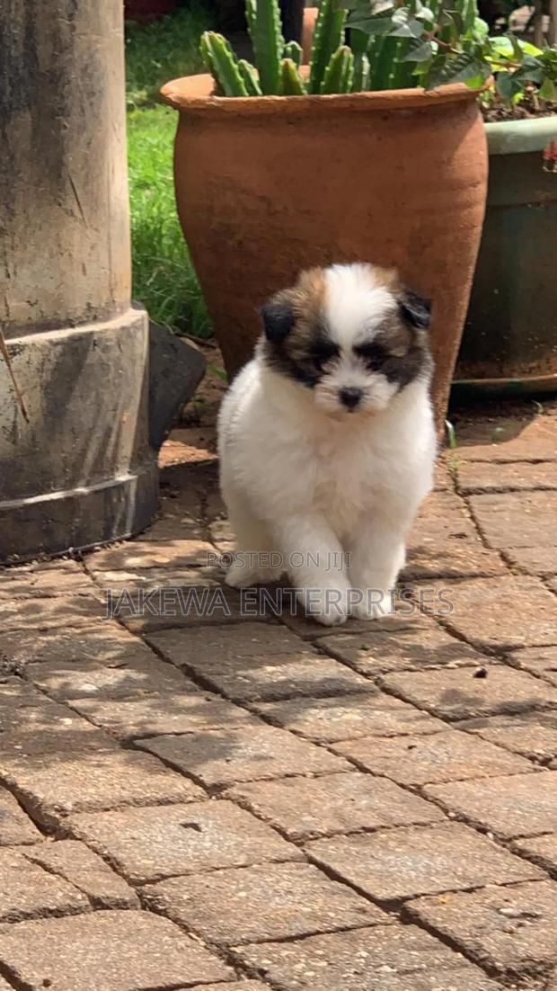 1-3 months Female Purebred Havanese - main view
