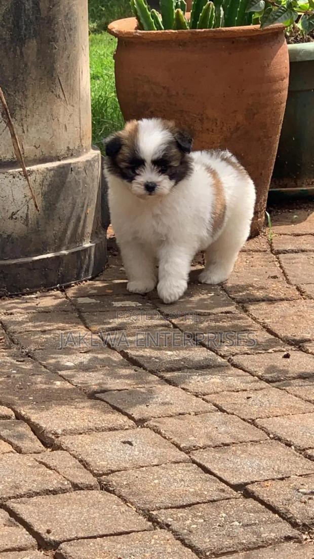 1-3 months Female Purebred Havanese