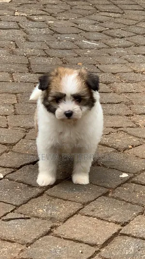 1-3 months Female Purebred Havanese