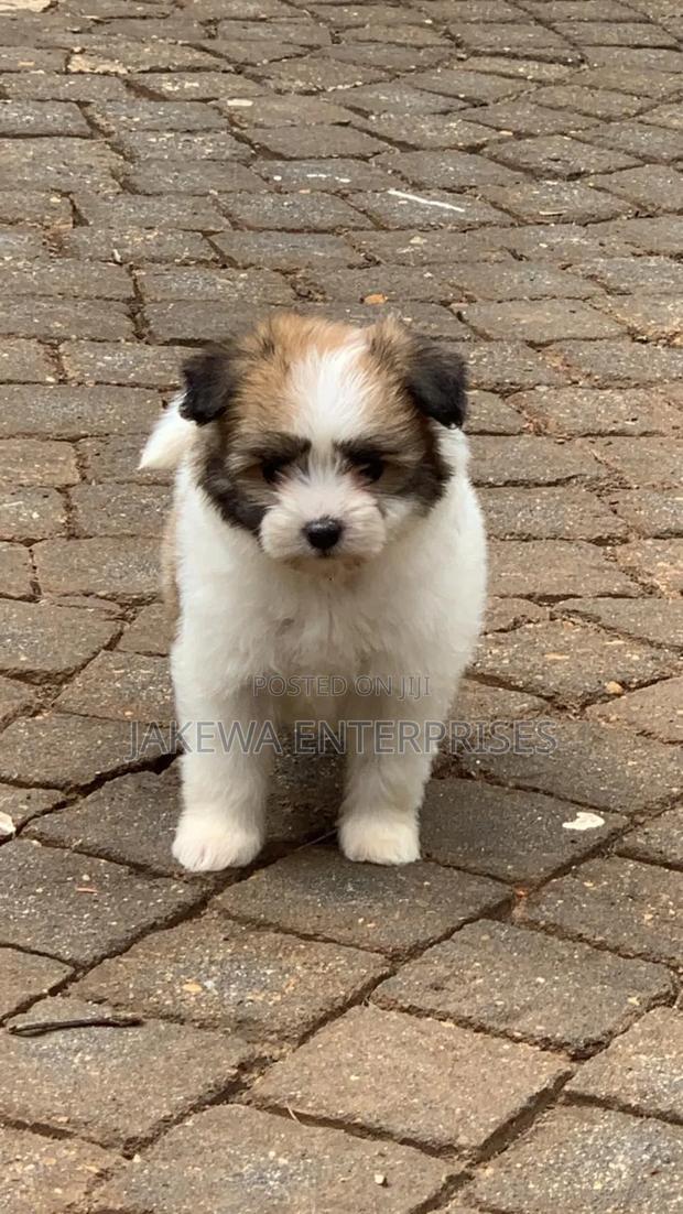 1-3 months Female Purebred Havanese