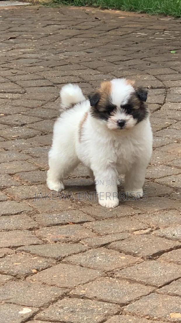 1-3 months Female Purebred Havanese