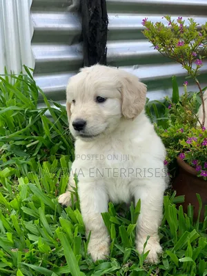 1-3 months Female Purebred Golden Retriever