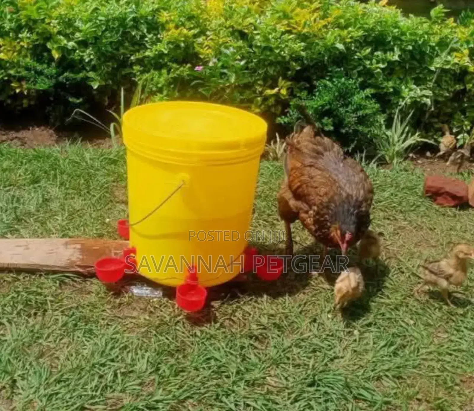 Automatic Filling Chick Watering Feeder Drinking Bowl for Poultry