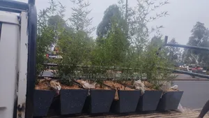 Bamboo Troughs, Troughs With 2 Bags