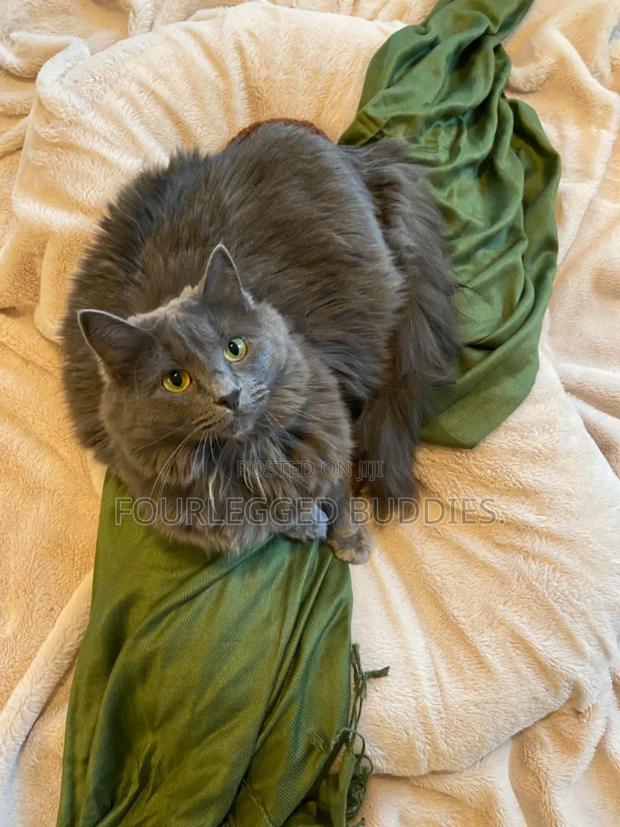1-3 months Male Purebred Nebelung