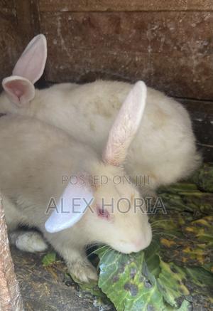 Rabbits Mixed Race - main view