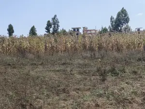 100x100 Plot for Sale Kamangu Ndiguini Kikuyu Kiambu County.