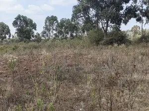 100x100 Plot for Sale Kamangu Ndiguini Kikuyu Kiambu County.