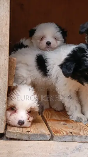 1-3 months Male Purebred Havanese