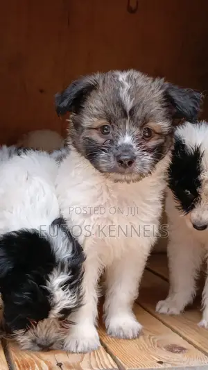 1-3 months Male Purebred Havanese