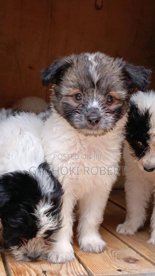 1-3 months Male Purebred Havanese - thumbnail 3