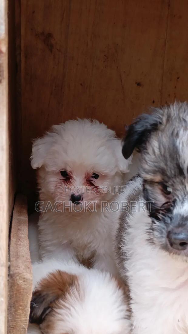 1-3 months Male Purebred Havanese - thumbnail 4