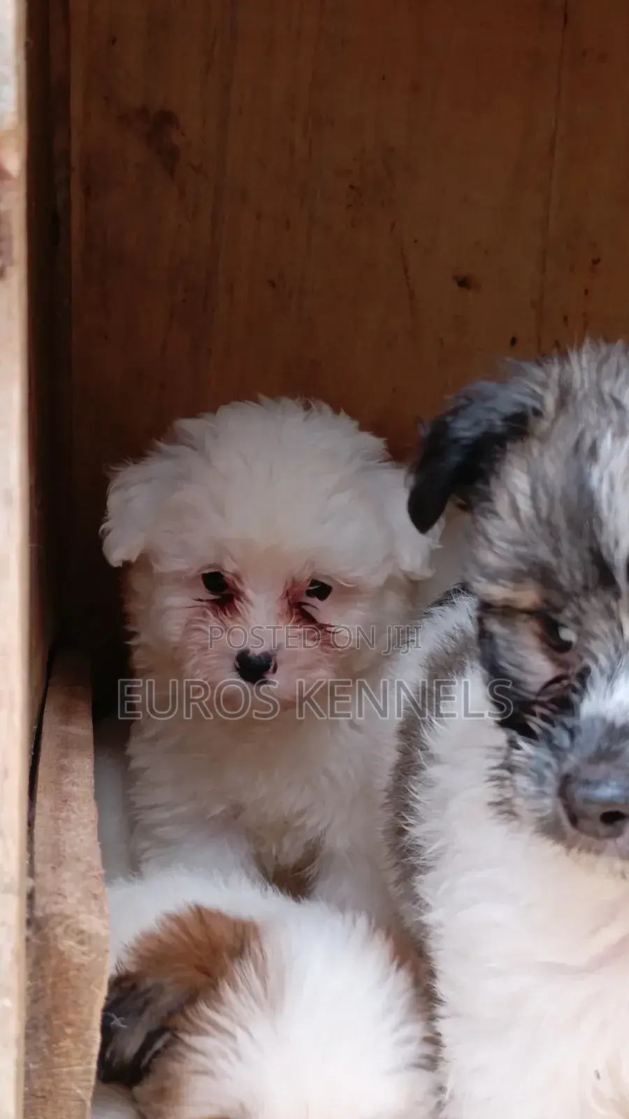 1-3 months Male Purebred Havanese