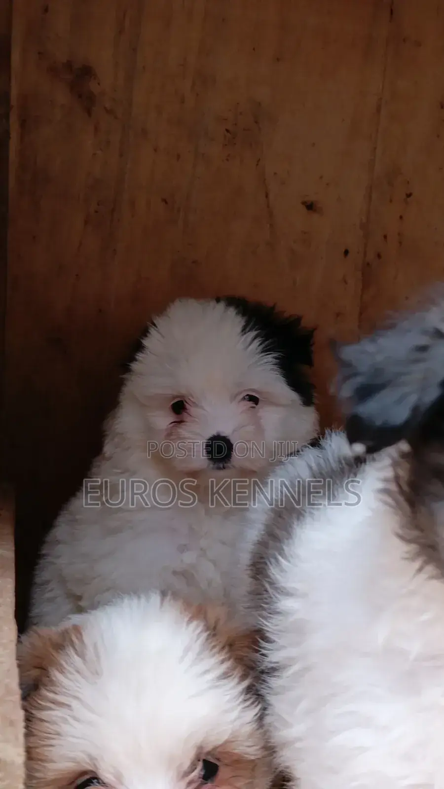 1-3 months Male Purebred Havanese