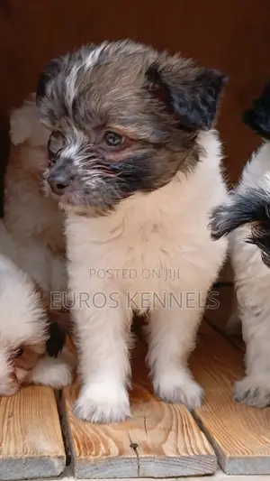 1-3 months Male Purebred Havanese