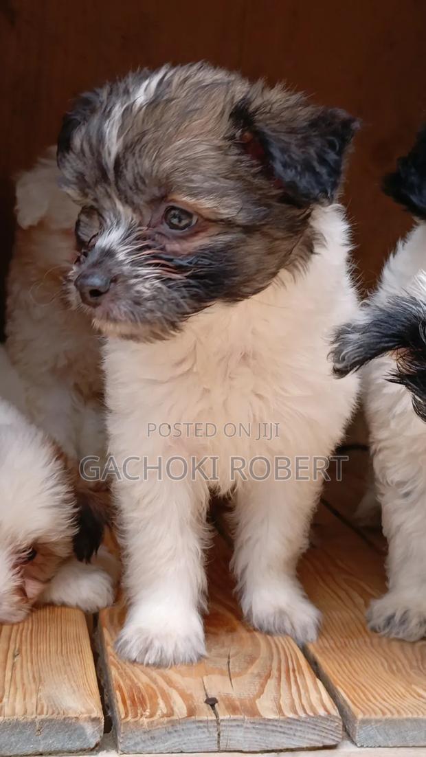 1-3 months Male Purebred Havanese - thumbnail 6
