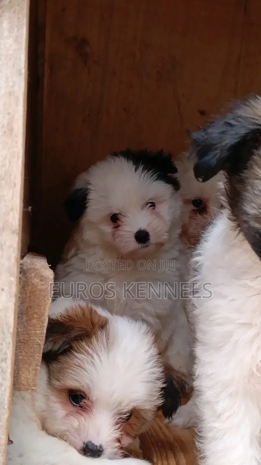 1-3 months Male Purebred Havanese