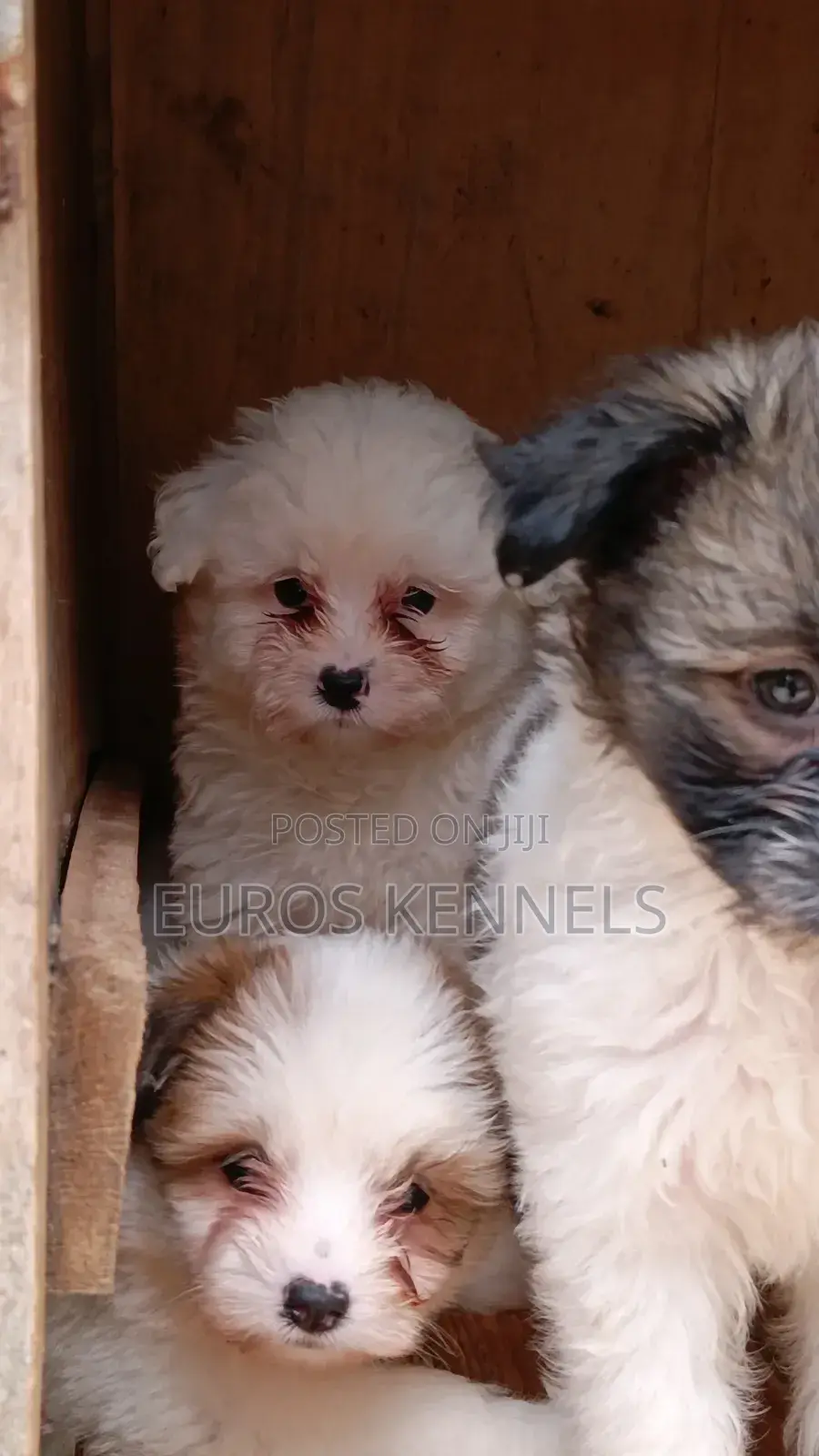 1-3 months Male Purebred Havanese