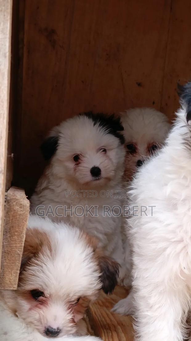 1-3 months Male Purebred Havanese - thumbnail 9