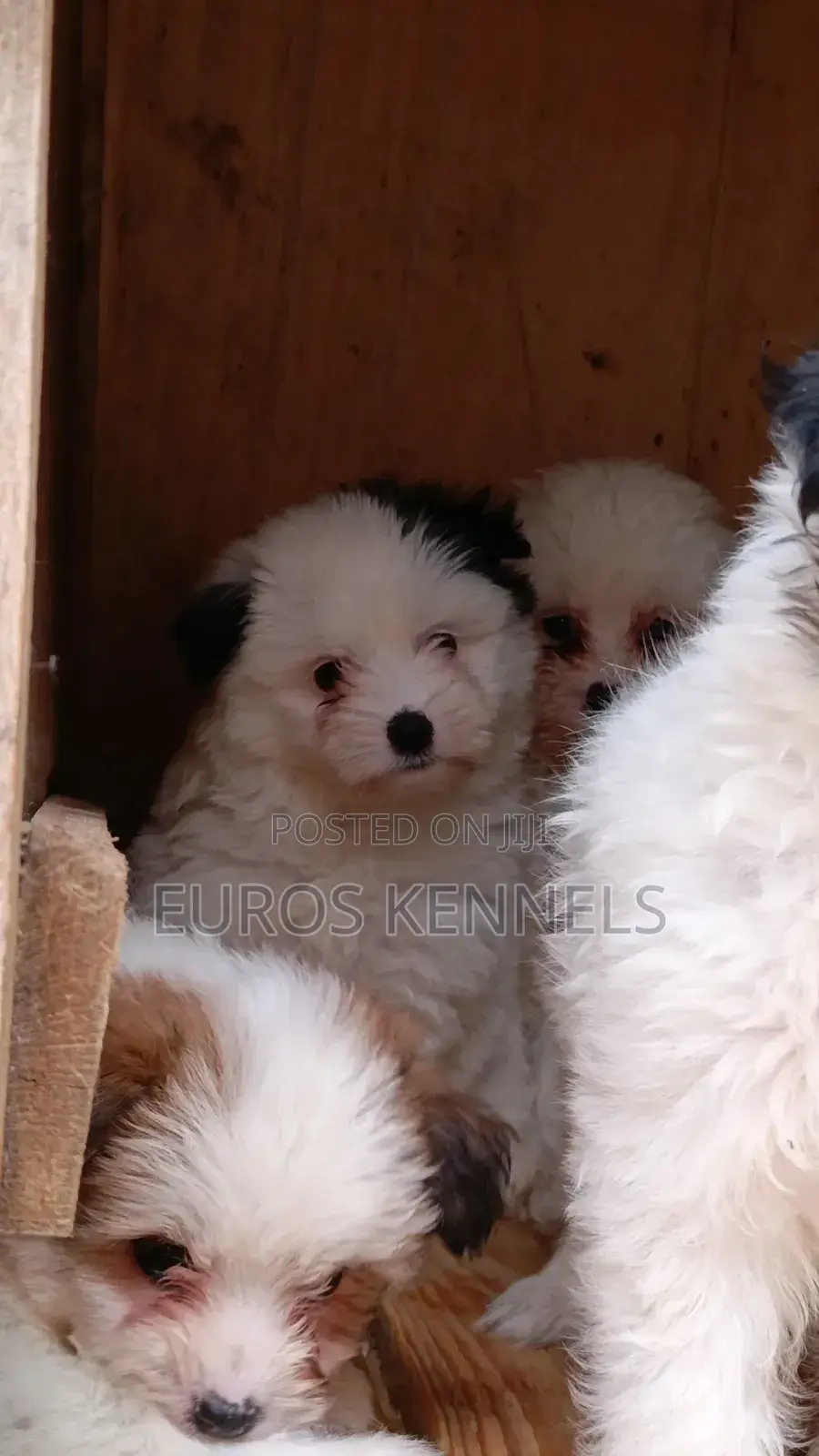 1-3 months Male Purebred Havanese