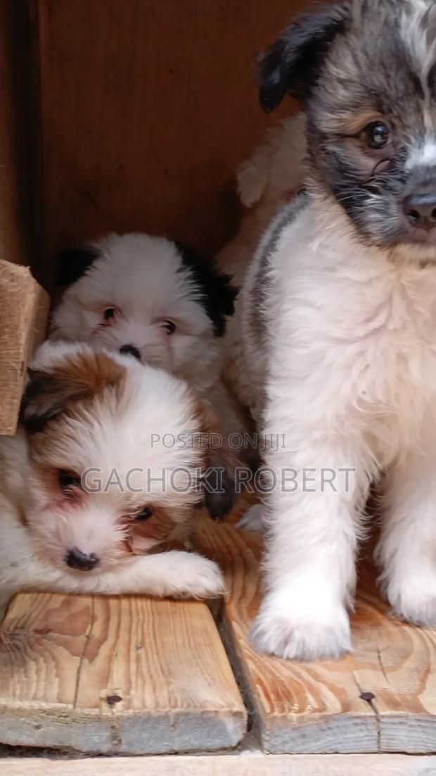 1-3 months Male Purebred Havanese - thumbnail 10